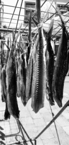 11- tendido de pescado curado