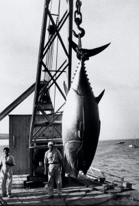 2-atun record